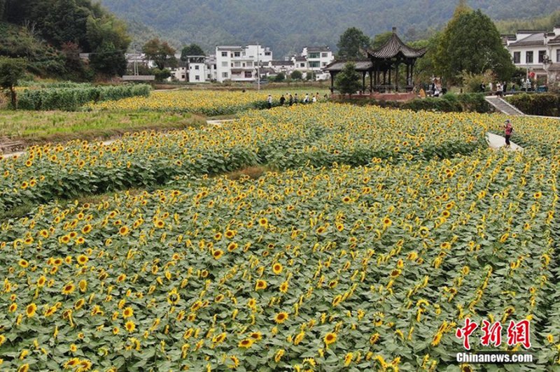 黄山市农业观光：一次绿色田园之旅
