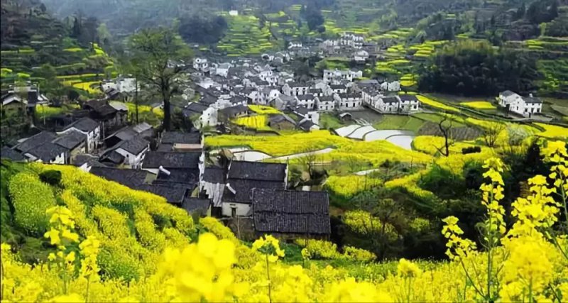 黄山花海