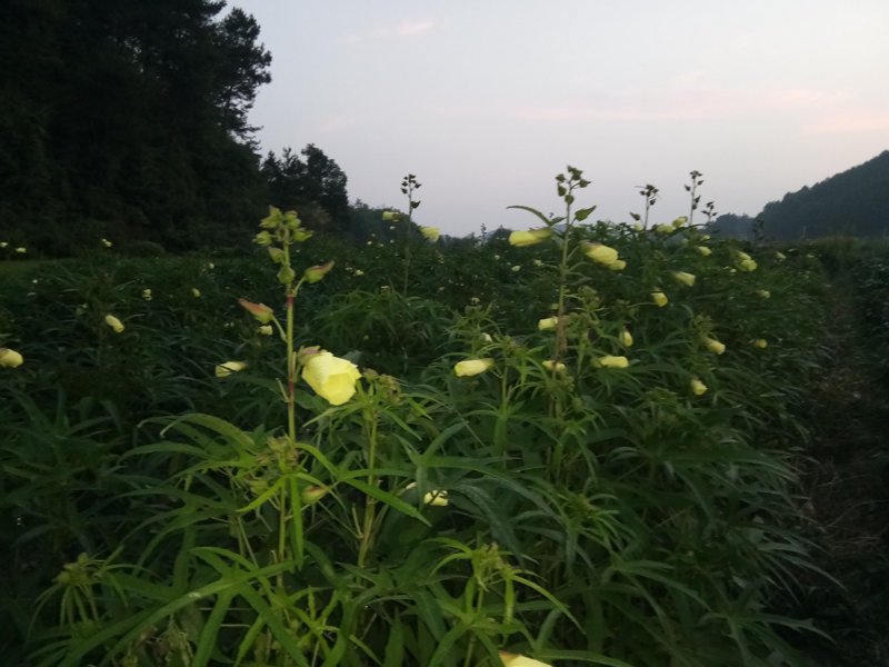 黄山葵缘：如何在竞争中脱颖而出