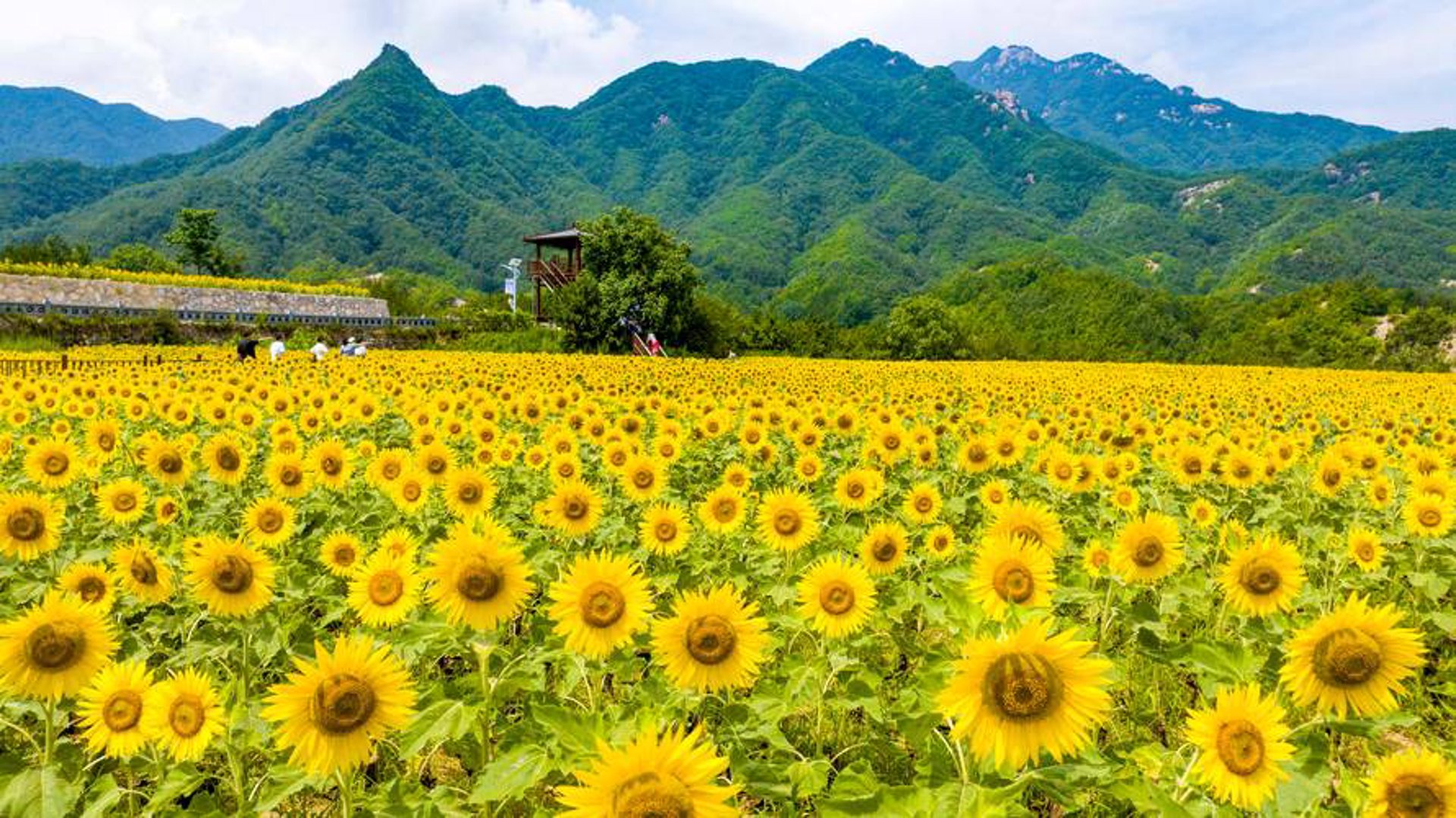 葵缘农业观光