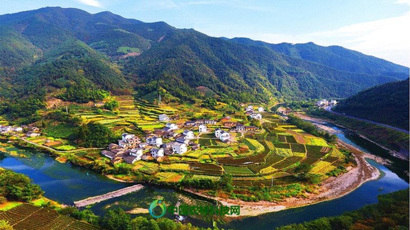 黄山葵缘，一个响亮的名字背后藏着怎样的故事？
