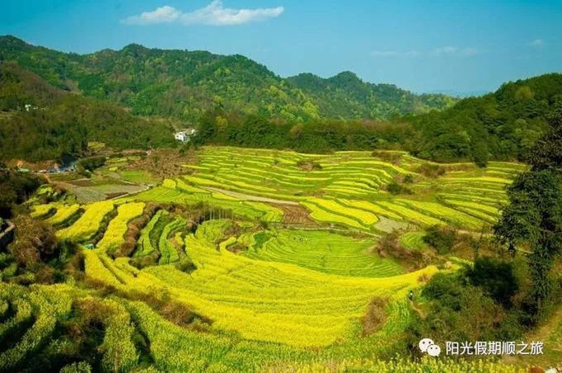 黄山市的农业观光项目,犹如一幅幅生动的画卷,徐徐展开在游客面前。今天就让我们一起走进这片充满魅力的土地,从多个维度探索它的独特之处。