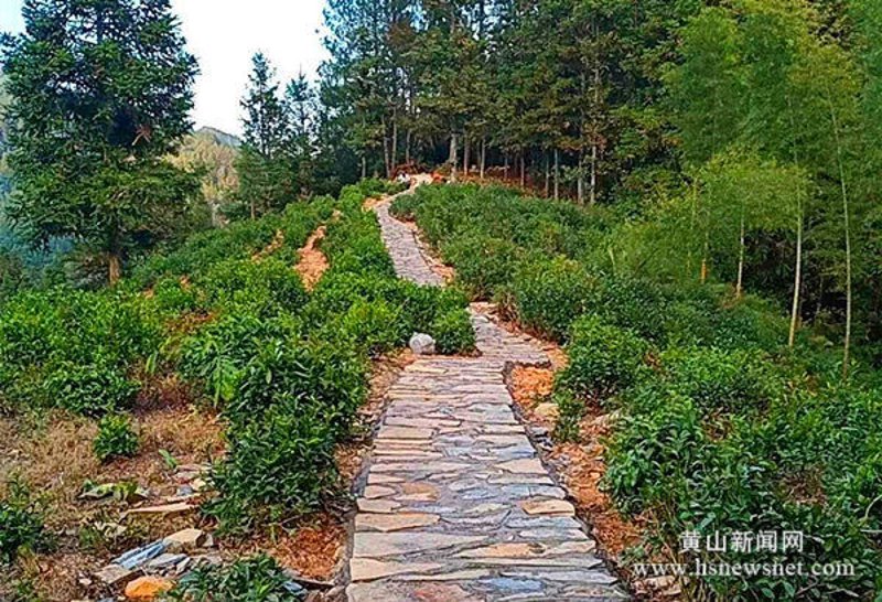 黄山休闲农业：传统与现代交织的田园诗篇